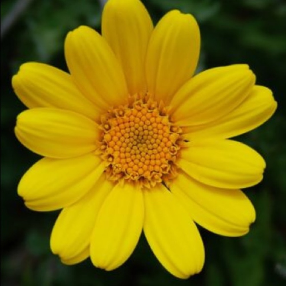 Meet your Posher, Mariah